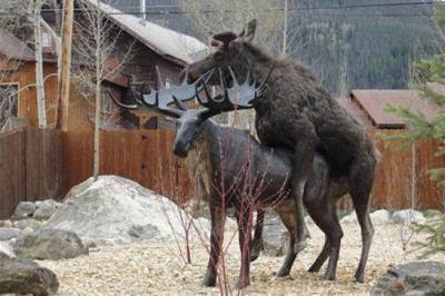 moose in love.jpg