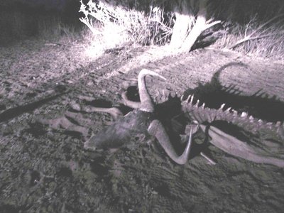 Dead Wildebeest in bush.JPG