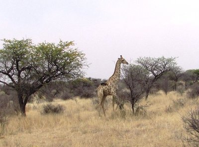 giraffe 2.JPG