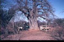 5 photo medium_Safari-on-move-Baobab._0.jpg
