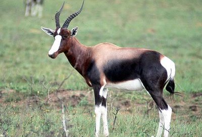 BONTEBOK.jpg