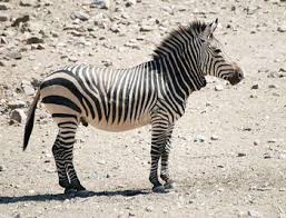 MOUNTAIN ZEBRA.jpg