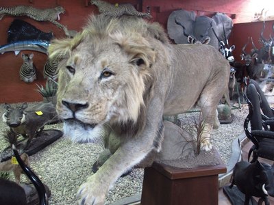 Lion2.JPG