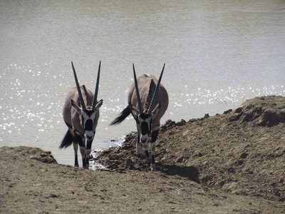 gemsbok.JPG