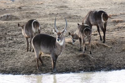 waterbuck and girls.JPG