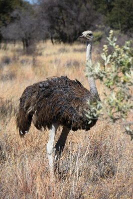 ostrich single.JPG