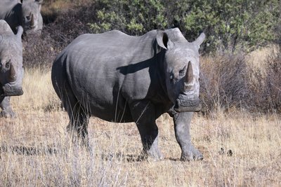 rhino 3.JPG