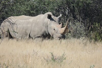 white rhino namibia 2022.JPG