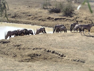 Oryx on the waterhole.JPG
