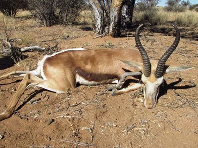 Springbok.JPG