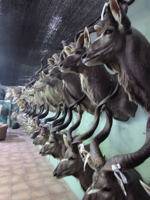 Kudu mounts in line.JPG