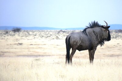 Blue Wildebeest.JPG