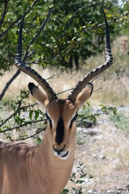 Black face impala bull.JPG