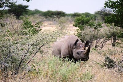 Black RHino 2.JPG