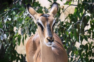 Black face impala.JPG