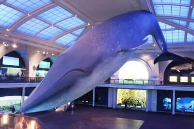 blue whale.jpg