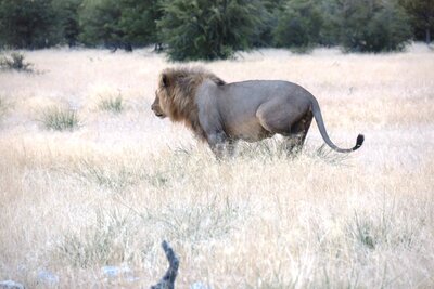 Lion marking teritory.JPG