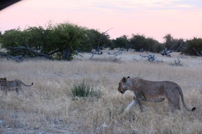 Lioness and cubs 1.JPG