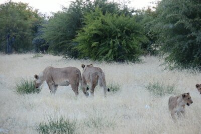 Lioness and cubs.JPG