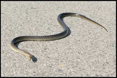 Zmija (IMG_1248).jpg