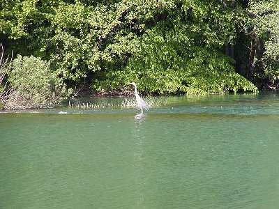 Siva caplja, izuzetno rijetka ptica. 10x zoom, ali nije se dala blize slikati. Cim sam se pomaknuo, ode ... :-)