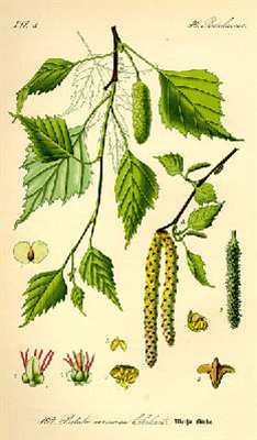 350px-Illustration_Betula_pendula0.jpg