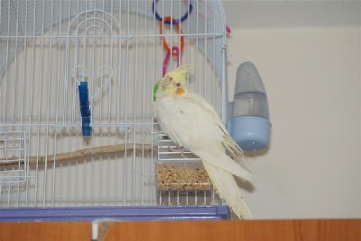 jedini frajer koji je ostao od čitavog jata