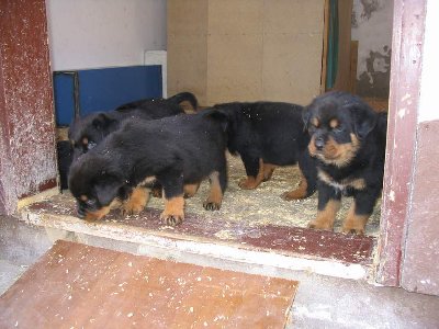 mali rott